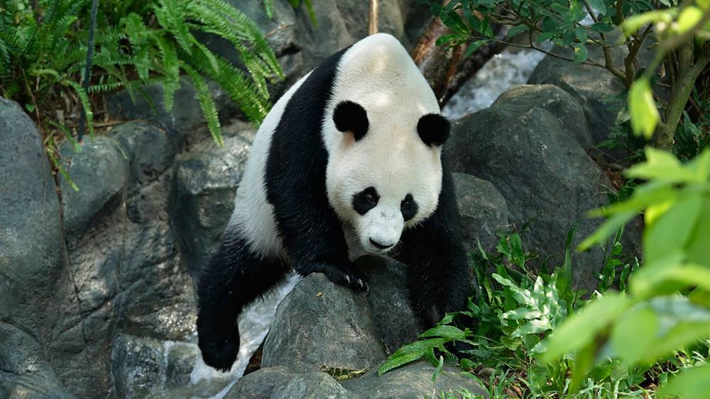 園區內特別打造了模擬熊貓自然棲息地的環境。