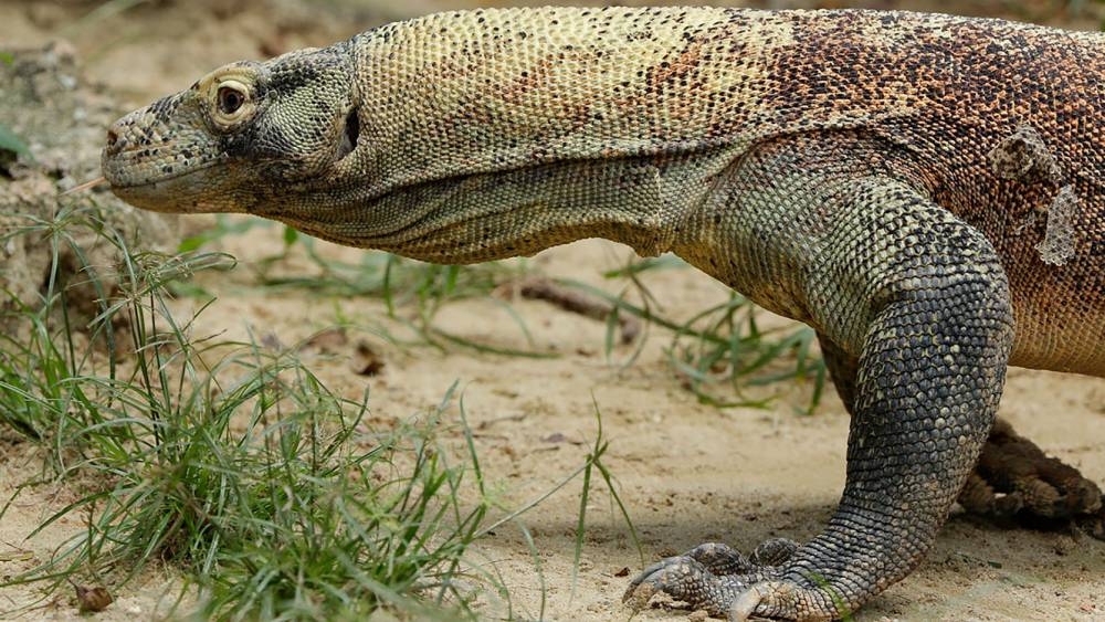 科莫多巨蜥會吃食同類,因此需要分開飼養。