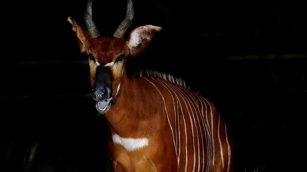 東站小徑會連通花豹小徑和袋獾小徑,像一個跨洲生態園。