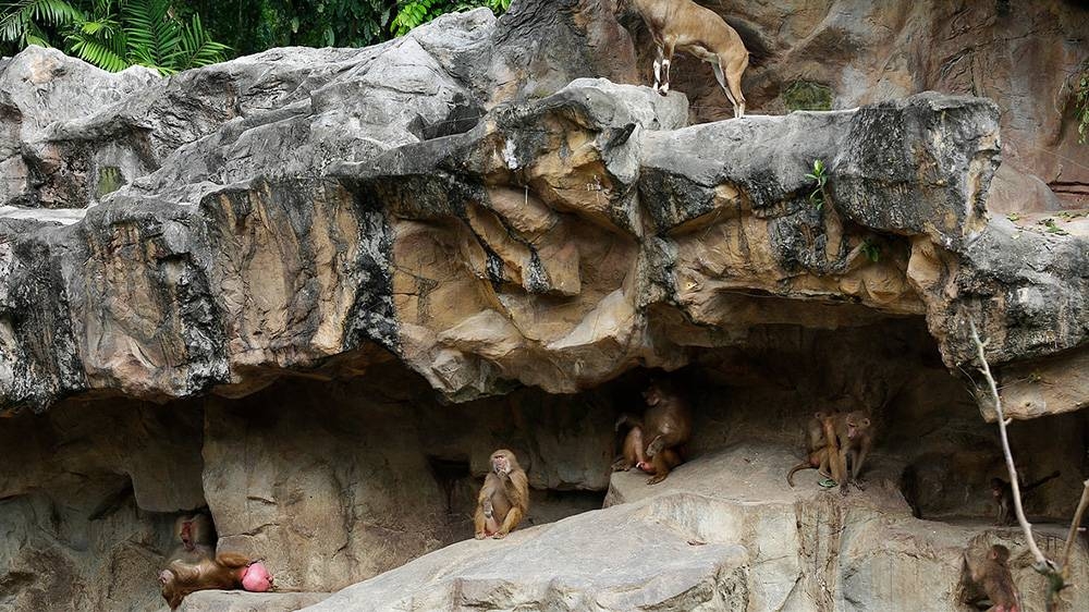 展區特色是模擬了東非大裂谷的自然環境,讓遊客仿佛置身於非洲草原。