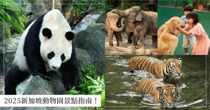 【2025新加坡動物園景點指南】地圖資訊、園區亮點、餵食體驗一次看,親子遊玩必備旅行攻略!