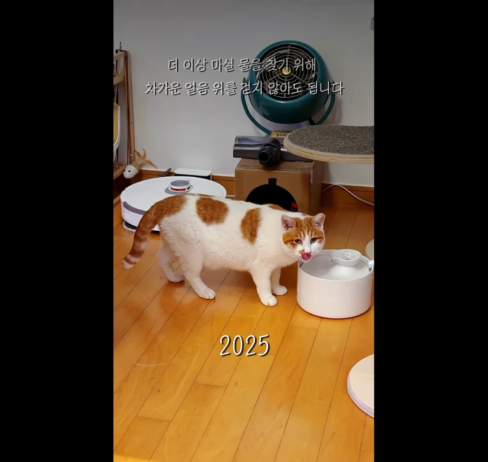 流浪漢江的貓咪現在變成家貓啦～