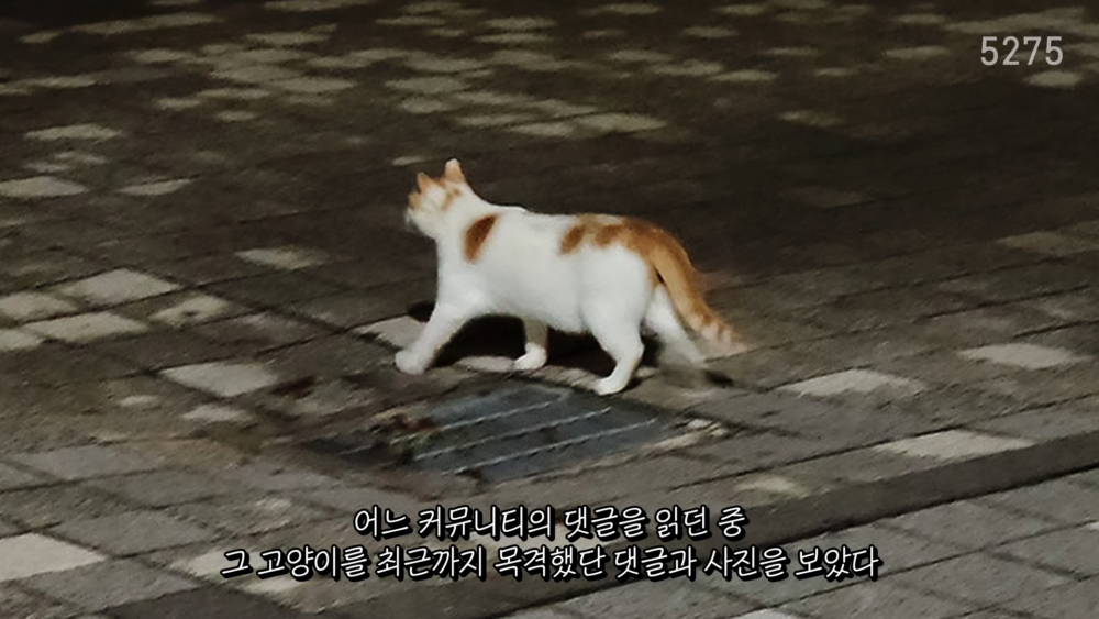 李記者看到有留言說貓咪還在原本的地方，決定去尋找牠