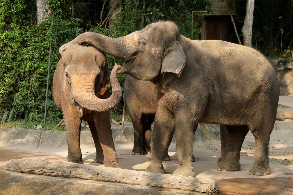 亞洲大象園以緬甸風格建築呈現,展現了大象和人類的歷史與文化。