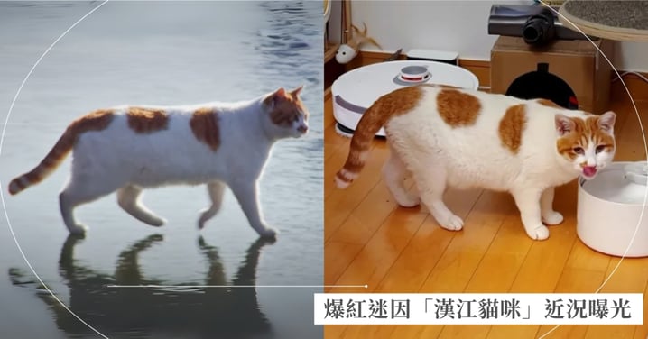 「漢江貓咪」近況曝光！曾爆紅的迷因貓流浪3年，奇蹟重逢記者已被收編成為家貓，不用再到處找水喝了～