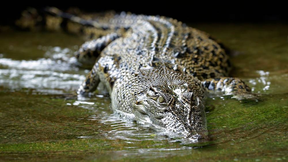 園區設有可容納70人的水族觀景廊,能靠得非常近觀賞鹹水鱷。