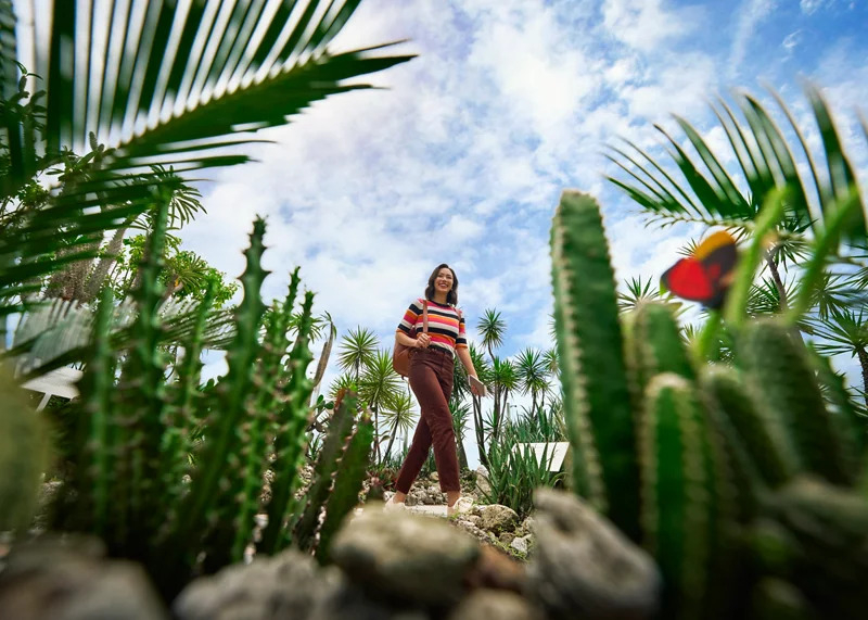 仙人掌花園匯集了100多種仙人掌與旱生植物。