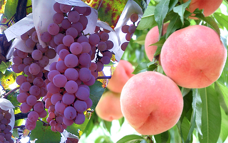 台中梨山頂級水蜜桃被譽為「桃界愛馬仕」；晶瑩飽滿的巨峰葡萄被日本人封為「葡萄之王」。