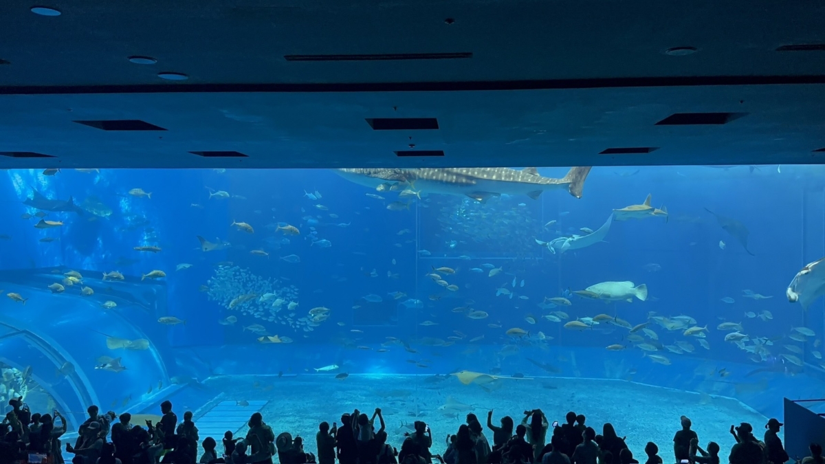 鯨鯊迷看過來，美麗海水族館一定是你必踏的行程！