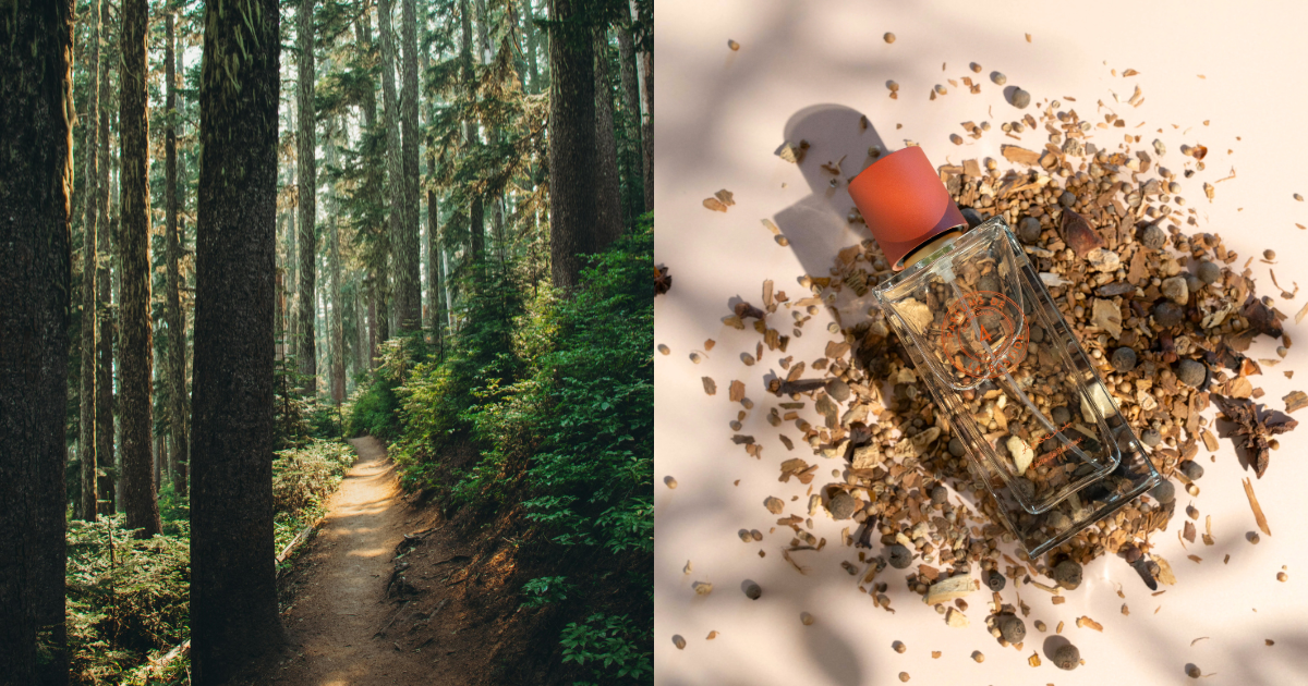 為什麼是雪松？