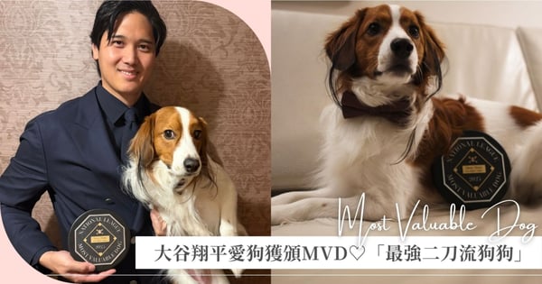 大谷翔平攜手真美子出席BBWAA晚宴獲頒年度MVP,愛犬Decoy竟然得到MVD迷你獎牌,還被大聯盟認證:「地表最強二刀流狗狗」