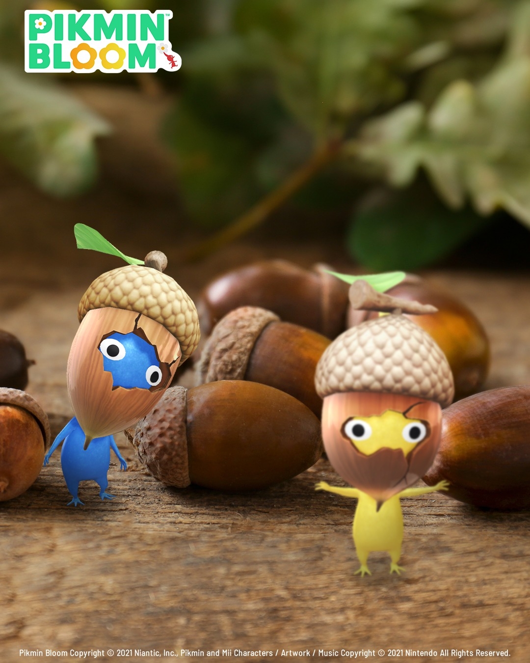 皮克敏Pikmin Bloom橡子果實