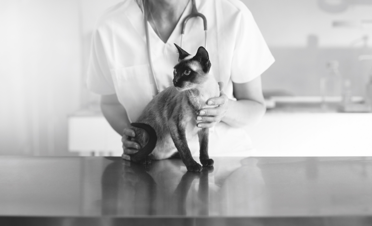 依據國際研究機構，貓咪7歲起分為熟齡、老齡與超老齡三階段，對應不同營養需求