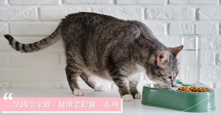 想讓貓咪健康陪伴更長久？ 法國皇家推「健康老齡貓」系列，以「七大銀養」打造分齡精準照護