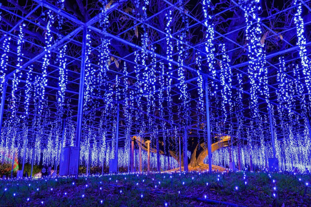 2026 足利花卉公園「光之花庭園」必看亮點2. 嗅覺與視覺的沉浸式體驗：「奇蹟大藤」
