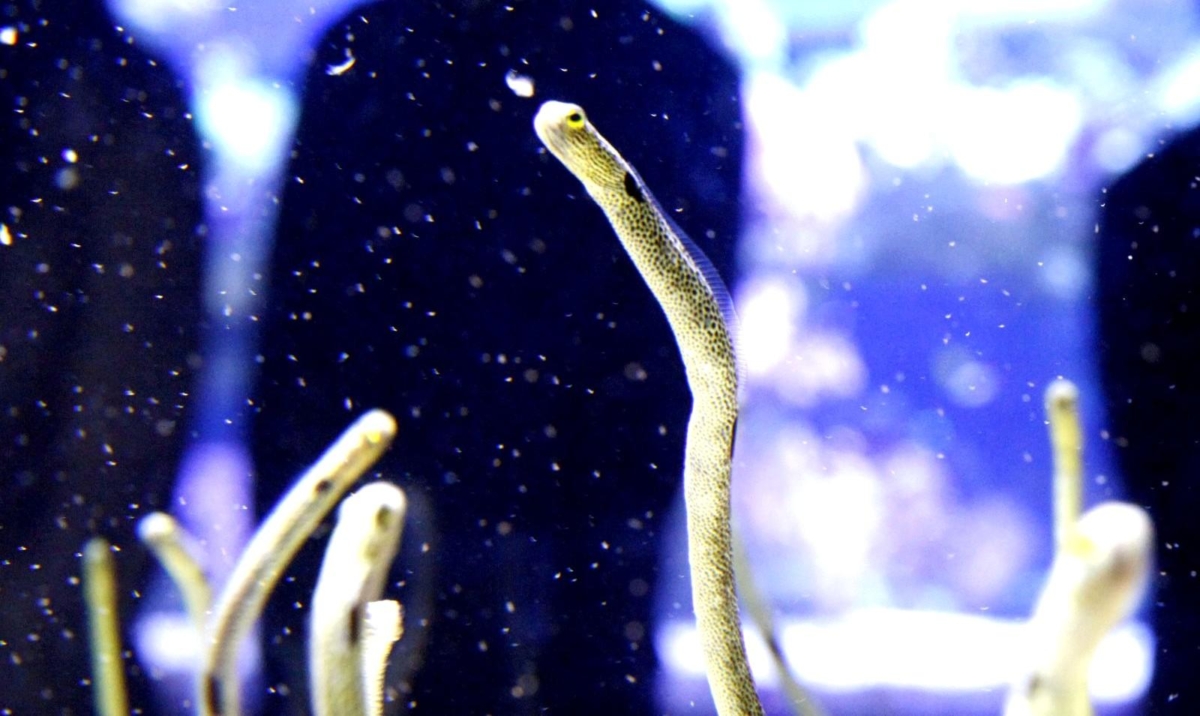 許多遊客在觀察沙地水槽時，常把所有探出頭來的魚類統稱為「花園鰻」。本次展覽特別聚焦於花園鰻與其近親夥伴之間的品種差異