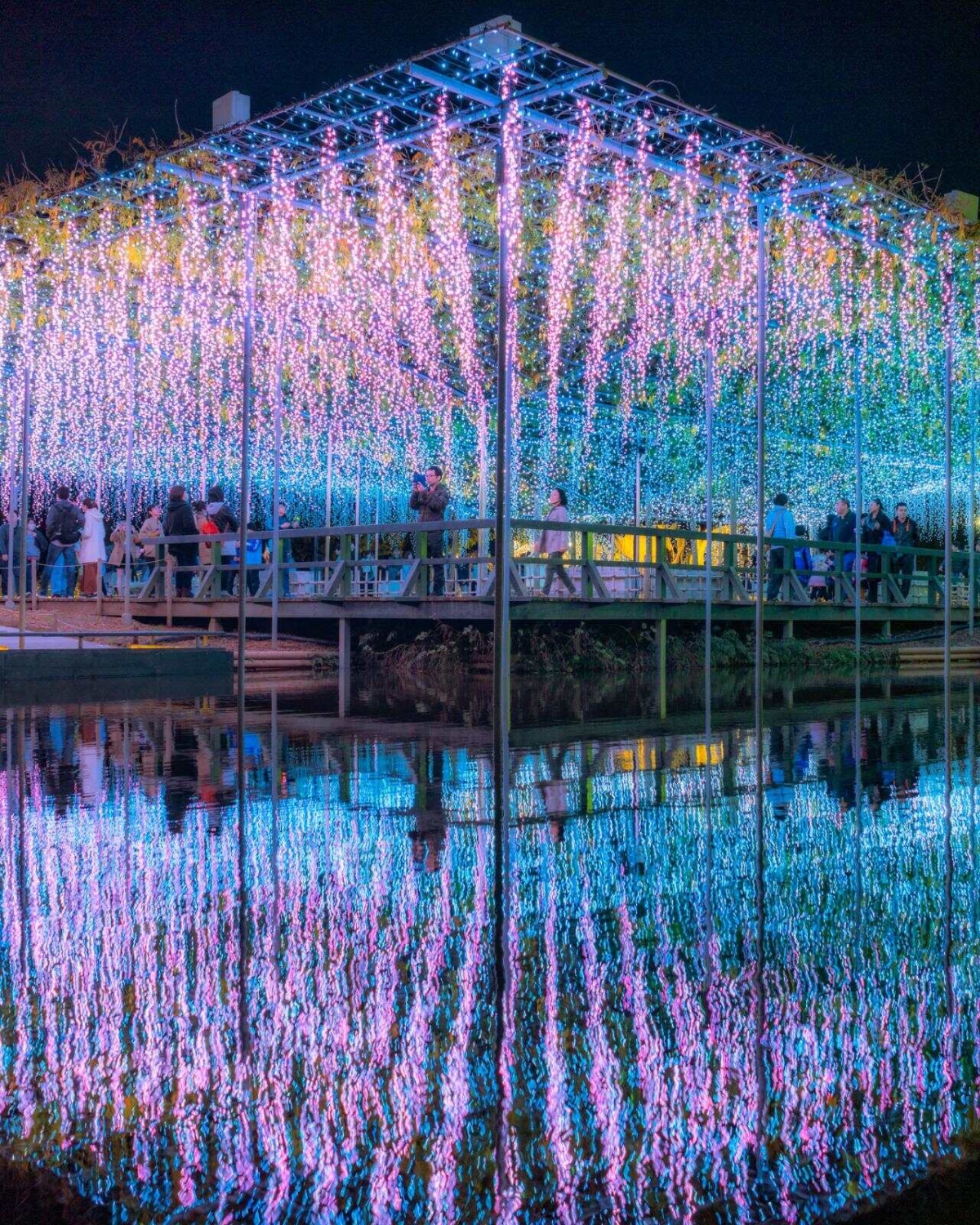 榮獲「日本三大燈飾」殊榮的栃木「足利花卉公園」2026活動開跑