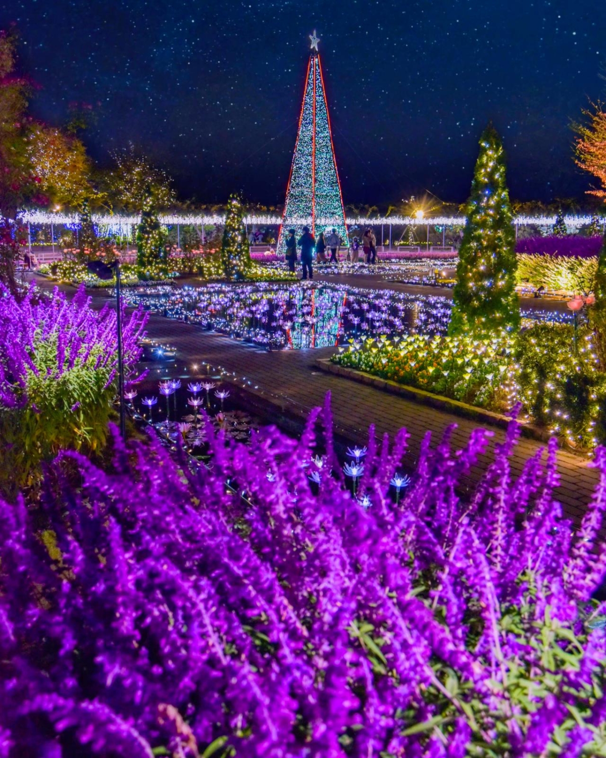 2026 足利花卉公園10月開跑至 2027年2月